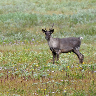 Jasper NP - Tonquin Valley - Caribou
